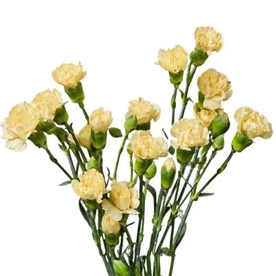 Букет желтых кустовых гвоздик 5шт-0}