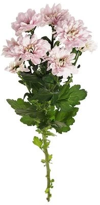 Хризантема розовая Кеннеди 1шт-0}