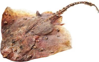 Скат Черноморская лиса ~ 4,5кг-0}