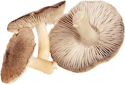 Грибы Рядовка серая свежие 500г-0}