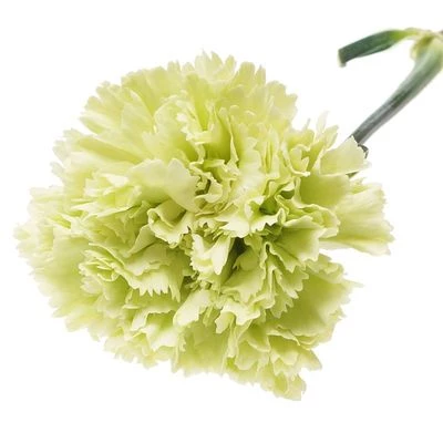 Гвоздика Геофлора зеленая 1шт-1}