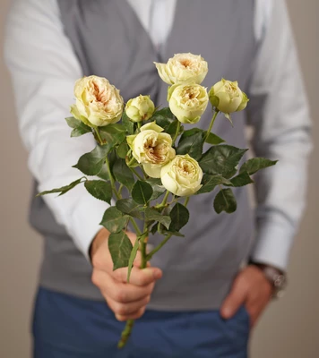 Роза кустовая Бланшет 50см 1шт-0}