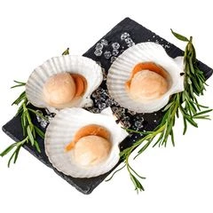 Гребешок приморский на створке ~500г