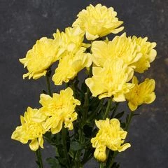 Хризантема кустовая Радость желтая ~ 60см  1шт