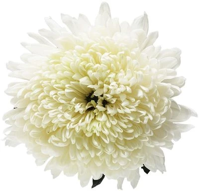 Хризантема Магнум белая 1шт-1}