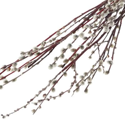 Верба 7-9шт -0}