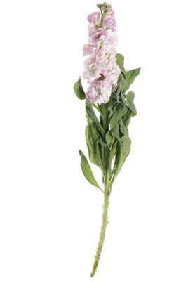 Маттиола розовая 1шт-0}