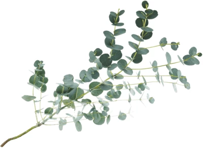 Листья Эвкалипта Гунни для букетов 1шт.-0}