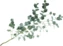 thumb-Листья Эвкалипта Гунни для букетов 1шт.-0}