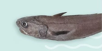 Макрурус: что за рыба и как ее готовить вкусно?