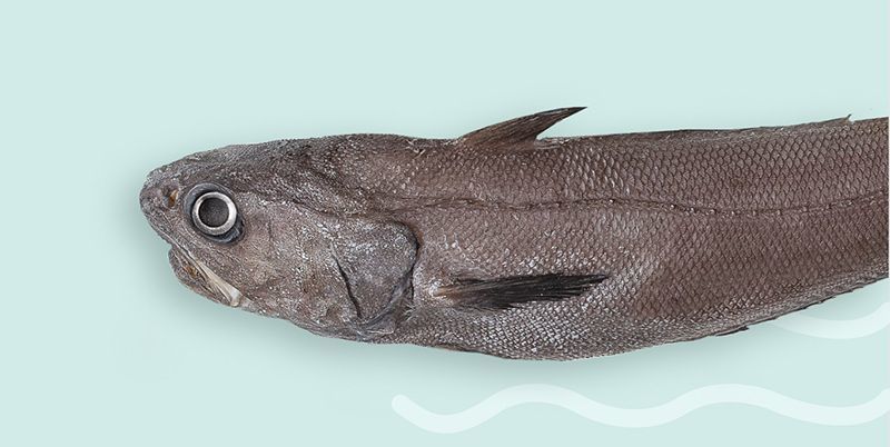 Макрурус: что за рыба и как ее готовить вкусно?