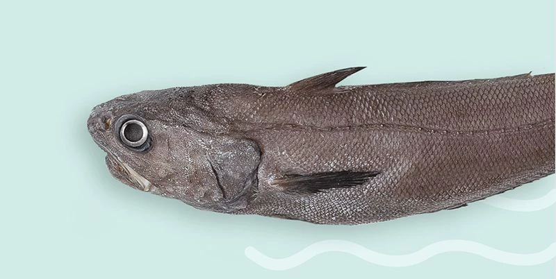 Макрурус: что за рыба и как ее готовить вкусно?