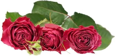 Роза Мисти Баблс 1шт-1}