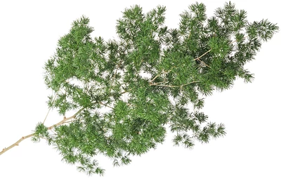 Аспарагус для букетов 1шт-1}