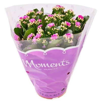 Каланхоэ Розалина розовая в горшке-0}