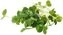 thumb-Микрозелень Руккола 30г-0}