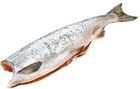 Дикий лосось чавыча Усть-камчатская ~ 3,5кг