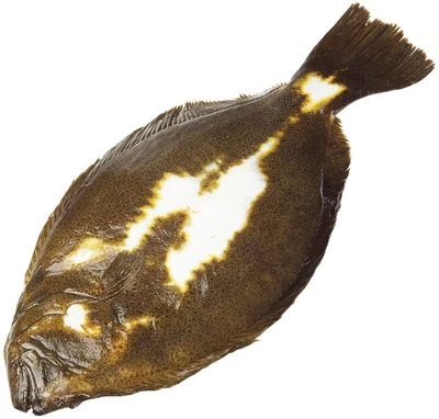 Тюрбо атлантическая тушка ~1кг-1}