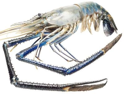 Креветка Скампи с головой в панцире Деликатеска ~300г-0}