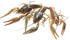 Раки живые волжские средние ~1кг