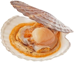 Гребешок живой дальневосточный мелкий 1шт