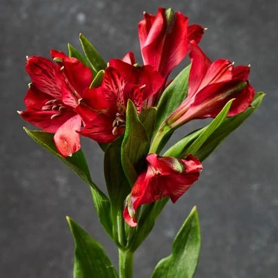 Альстромерия красная ~60 см 1шт-1}