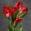 thumb-Альстромерия красная ~60 см 1шт-1}