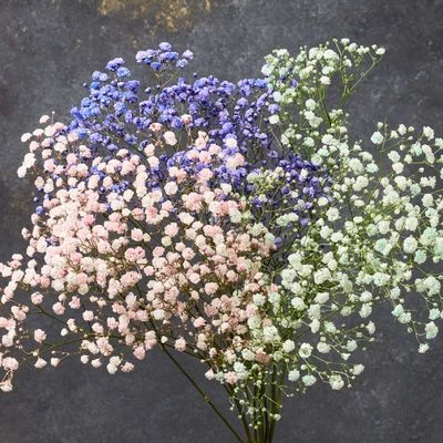 Гипсофила Экселенс для букетов 1шт-1}