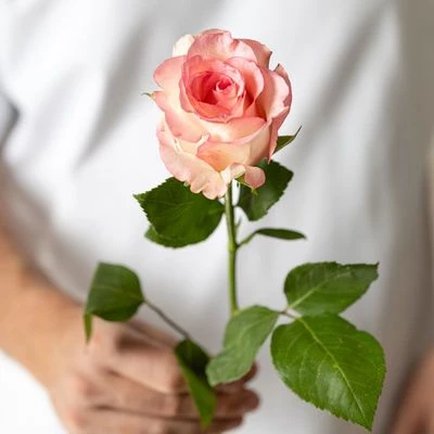 Роза Булевард 1шт-0}