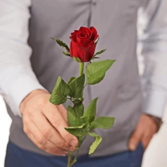 Роза Мадам Ред ~50см 1шт