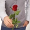 thumb-Роза Мадам Ред ~50см 1шт-0}