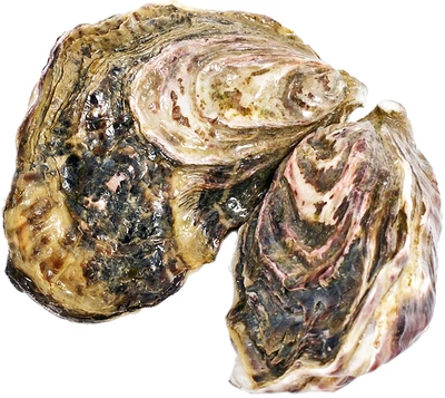 Устрица Голубая жемчужина 1шт-0}