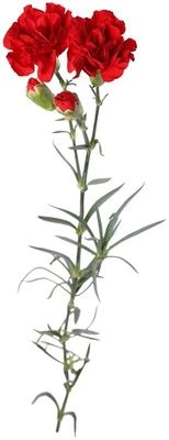 Гвоздика кустовая красная 1шт-0}