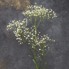 Гипсофила белая 1шт