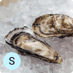 Устрица Розовая Джоли S 1шт