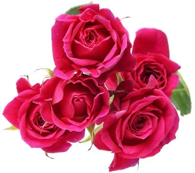 Роза кустовая Пинк Дидикейшн 1шт.-1}