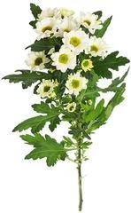 Хризантема кустовая Сантини кремовая ~50 см 1шт