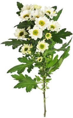 Хризантема кустовая Сантини кремовая ~50 см 1шт-0}