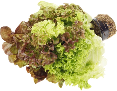 Салат латук Трио в горшочке 1шт-0}