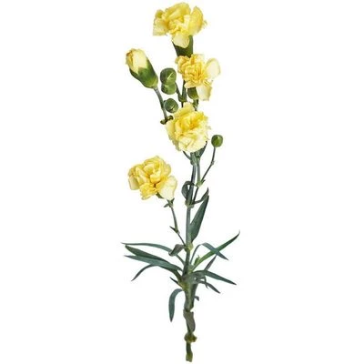 Гвоздика кустовая желтая ~ 50 см 1шт-0}