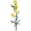 thumb-Гвоздика кустовая желтая ~ 50 см 1шт-0}