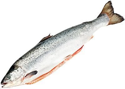 Семга мурманская охлажденная потрошеная ~3.5кг-0}