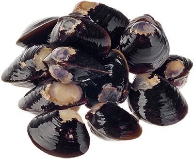 Моллюск Корбикула живой 500г-0}