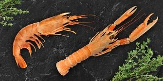 Лангустины или аргентинские креветки? В чем разница?