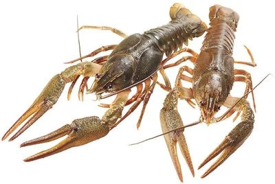 Раки волжские живые ~1кг-0}