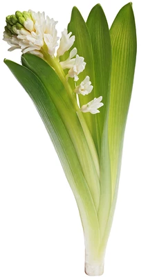 Гиацинт белый 1шт-0}