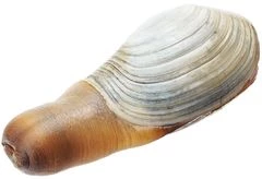 Гуидак живой 1шт