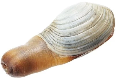 Гуидак живой 1шт-0}