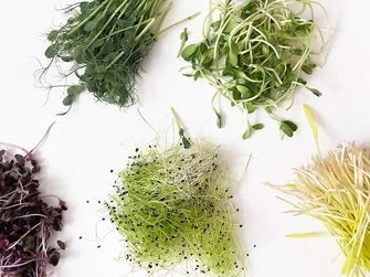 Что такое микрозелень? Все о новом суперфуде