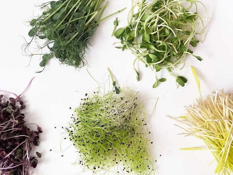 Что такое микрозелень? Все о новом суперфуде